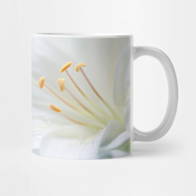 Lilium Flower Petal Nature Serene Calm by Cubebox